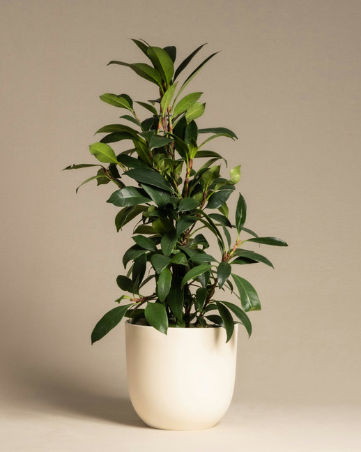 African Fig