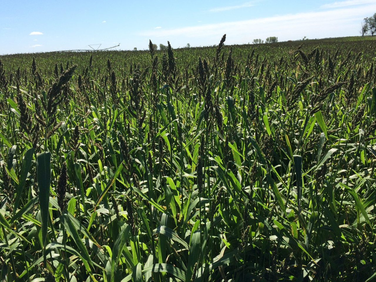 Japanese Millet NON OG 50 lb Bag