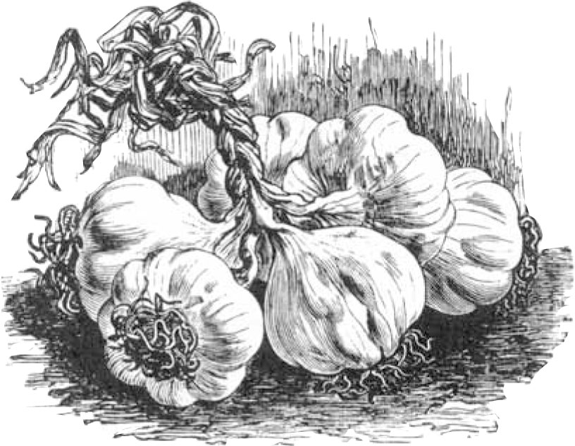Garlic is as Good as Ten Mothers Seven Springs Farm Organic Farming