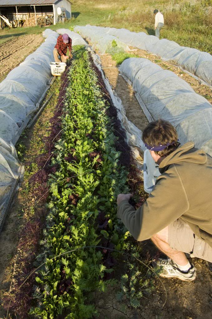 harvestingsaladgreens.jpg harvestingsaladgreens.jpg