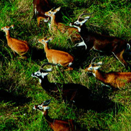 Great Migrations