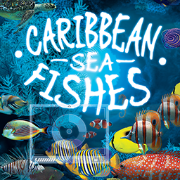 Caribbean Seafishes