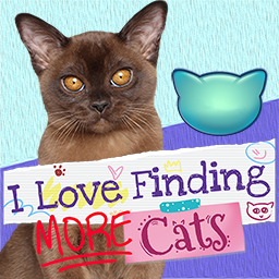 I Love Finding MORE Cats!