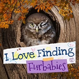 I Love Finding Furbabies