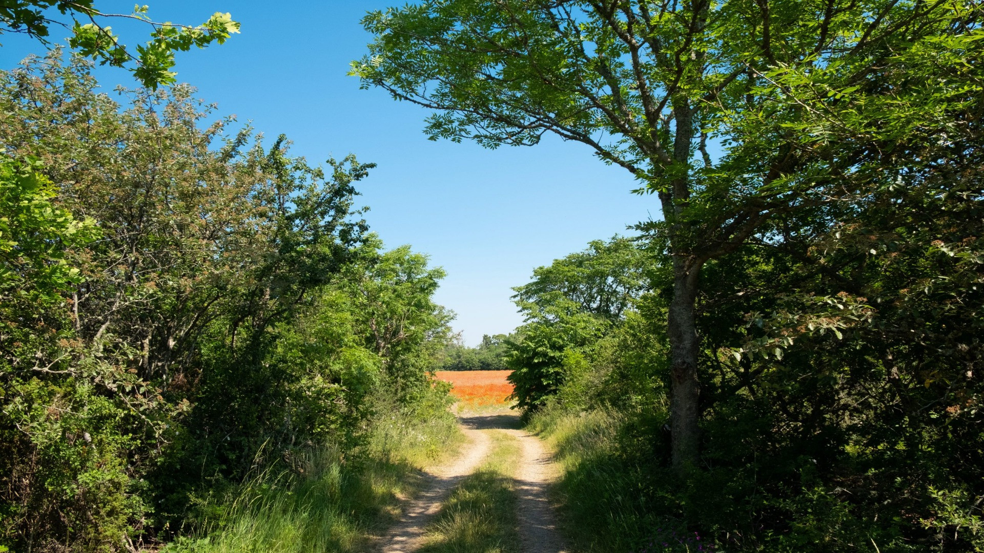 Image 9