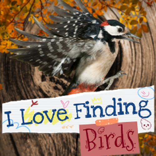 I Love Finding Birds