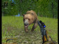 Hunting Unlimited 2010