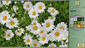 Pixel Art 4