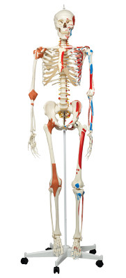 3B Scientific 3B Scientific Anatomical Model - Sam the super skeleton on roller stand - Includes 3B Smart Anatomy