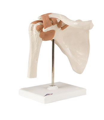 3B Scientific 3B Scientific Anatomical Model - functional shoulder joint - Includes 3B Smart Anatomy