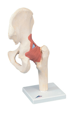 3B Scientific 3B Scientific Anatomical Model - functional hip joint, deluxe - Includes 3B Smart Anatomy