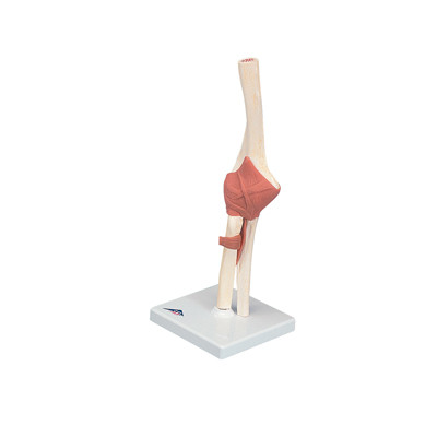 3B Scientific 3B Scientific Anatomical Model - functional elbow joint, deluxe - Includes 3B Smart Anatomy