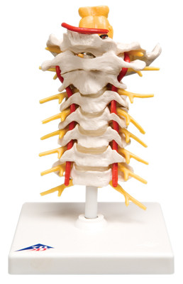 3B Scientific 3B Scientific Anatomical Model - cervical spinal column - Includes 3B Smart Anatomy