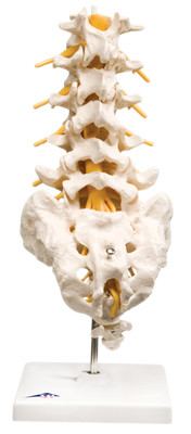 3B Scientific 3B Scientific Anatomical Model - lumbar spinal column - Includes 3B Smart Anatomy