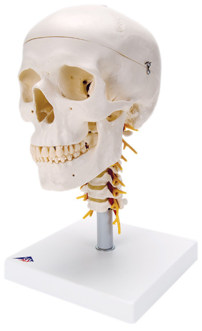 3B Scientific 3B Scientific Anatomical Model - classic skull, 4 part, on cervical spine - Includes 3B Smart Anatomy