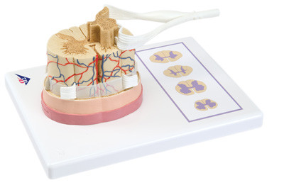 3B Scientific 3B Scientific Anatomical Model - spinal cord with nerve branches - Includes 3B Smart Anatomy