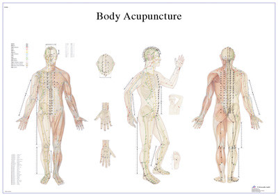 3B Scientific Anatomical Chart - acupuncture body, laminated