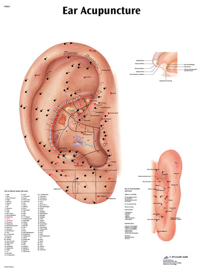 3B Scientific Anatomical Chart - acupuncture ear, laminated