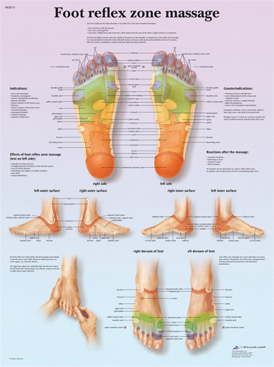 3B Scientific Anatomical Chart - foot massage, reflex zone, laminated
