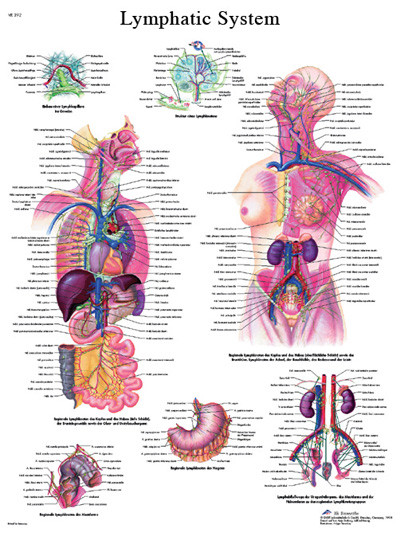 3B Scientific Anatomical Chart - lymphatic system, paper