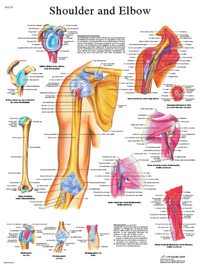 3B Scientific Anatomical Chart - shoulder & elbow, paper
