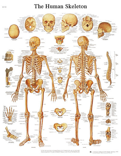 3B Scientific Anatomical Chart - human skeleton, laminated