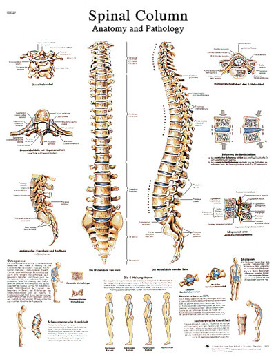 3B Scientific Anatomical Chart - spinal column, paper