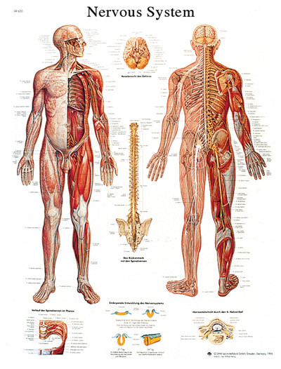 3B Scientific Anatomical Chart - nervous system chart, laminated