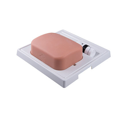 3B Scientific SONOtrain Gallbladder model