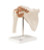 3B Scientific 3B Scientific Anatomical Model - functional shoulder joint - Includes 3B Smart Anatomy