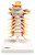 3B Scientific 3B Scientific Anatomical Model - cervical spinal column - Includes 3B Smart Anatomy