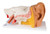3B Scientific 3B Scientific Anatomical Model - ear, 6-part (3x size) - Includes 3B Smart Anatomy