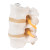 3B Scientific 3B Scientific Anatomical Model - 3 Lumbar Vertebrae, flexibly mounted - Includes 3B Smart Anatomy