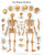 3B Scientific Anatomical Chart - human skeleton, laminated