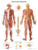 3B Scientific Anatomical Chart - nervous system chart, laminated