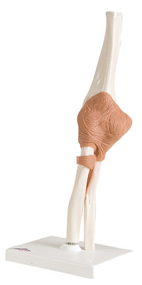 3B Scientific 3B Scientific Anatomical Model - functional elbow joint - Includes 3B Smart Anatomy