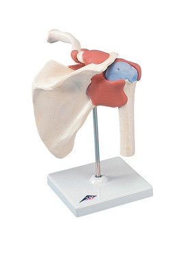 3B Scientific 3B Scientific Anatomical Model - functional shoulder joint, deluxe - Includes 3B Smart Anatomy