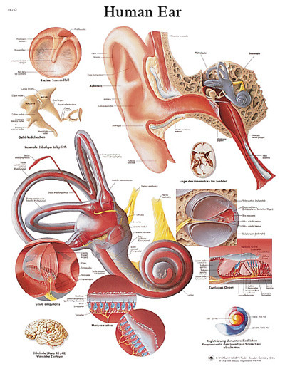 3B Scientific Anatomical Chart - ear, laminated