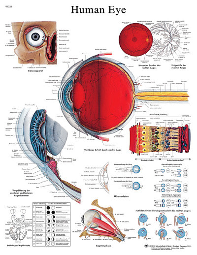 3B Scientific Anatomical Chart - eye, laminated