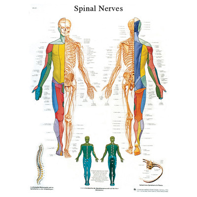 3B Scientific Anatomical Chart - spinal nerves, laminated