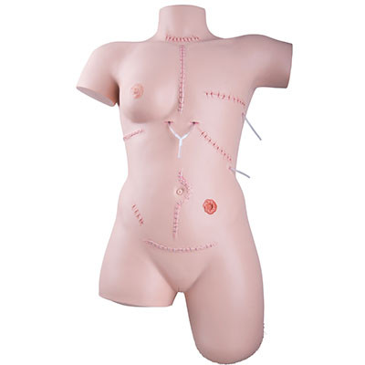 3B Scientific Wound care / bandaging technique trainer