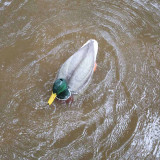 MOJO Dabbler Duck Motorized Decoy