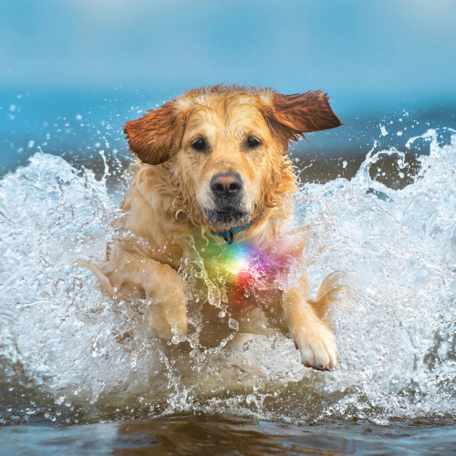Nite Ize Spotlit Splash Waterproof Rechargeable Collar Light Disc-O-Tech Nite Ize Spotlit Splash Waterproof Rechargeable Collar Light Disc-O-Tech