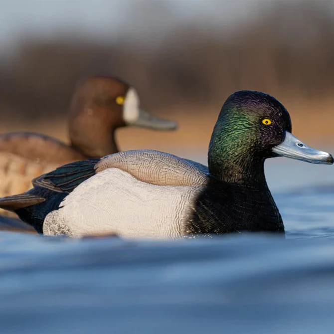 Rig'Em Right Mainline Series Bluebill Duck Decoys 6 Pack