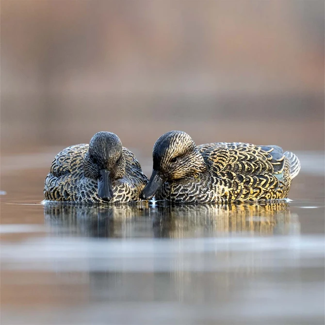 Rig Em Right Early Season Teal Duck Decoys 12PK