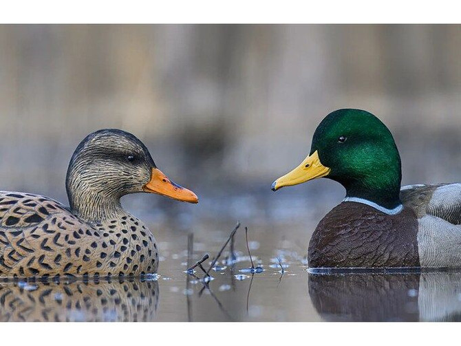 Rig 'Em Right Fully Flocked Mallard Duck Decoy, 6 Pack
