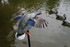 Mojo Mallard Elite Series - Bluetooth King Mallard with Rechargeable Battery
