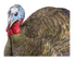 Avian-X LCD 1/2 Strut Jake Turkey Decoy