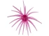 Hag's Prickly Pear 19mm Creature Bait
