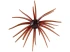 Hag's Prickly Pear 19mm Creature Bait